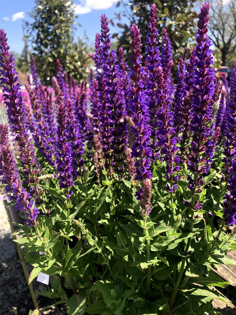 Our Nursery Gardner's Landscape Nursery