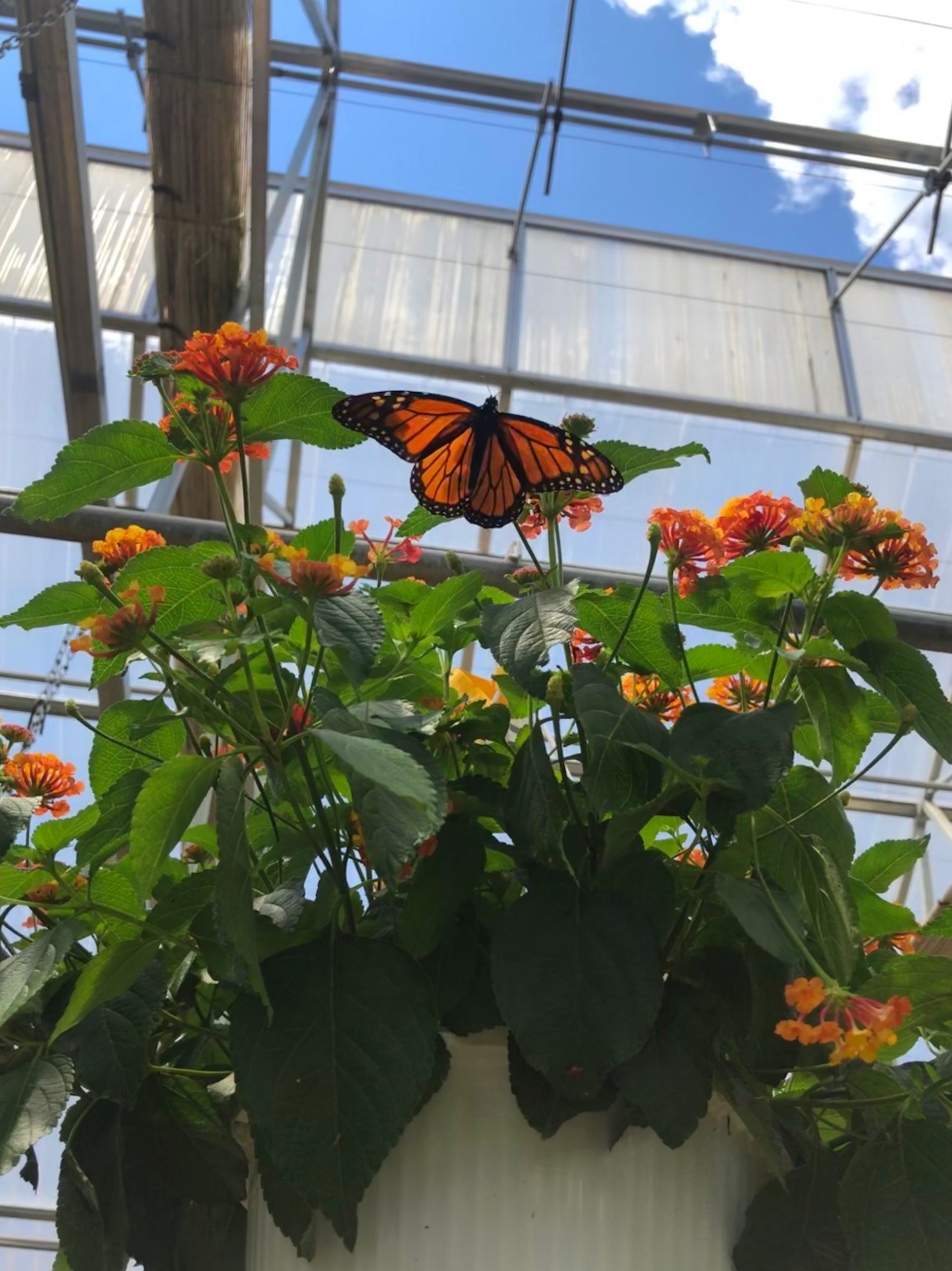 The Gallery Page 2 Gardners Landscape and nursery